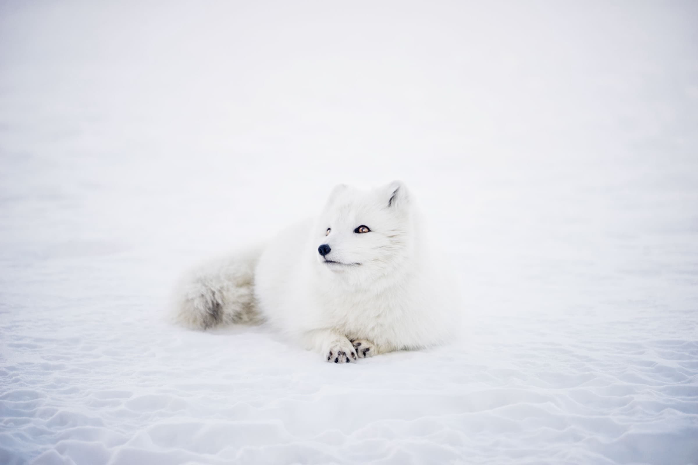 Pool cover cleaning results photo 10